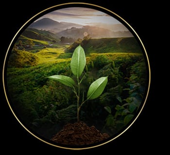lor circle bio new 1